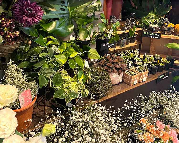 ラーナフラワー店内にある多肉植物や鉢植え